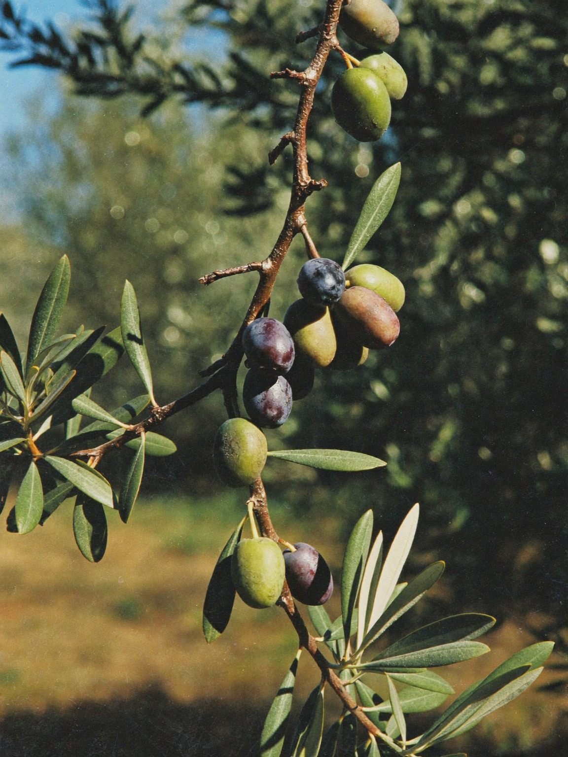 Olivenzweig mit reifenden Oliven im Sonnenlicht